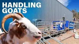 Handling Goats - Auto Drafting & Recording EID Tag Information