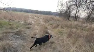 Kutyámmal Vadászom Hound - ( Fogoly vadászaton Gordonnal )