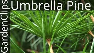 Сосна зонтичная (Sciadopitys verticillata) – выращивание японской зонтичной сосны