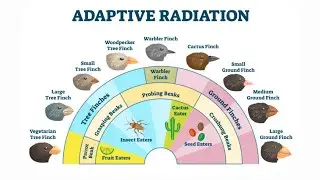 Adaptive radiation|Characteristic features and factors which triggers adaptive Radiation|Evolution