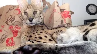 Big Serval Cat!