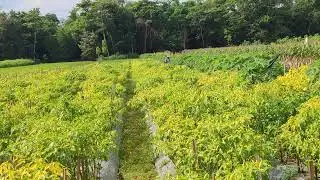 How to Make Your Chili Peppers Grow Bigger and Produce More Fruit! - Agriculture Farming