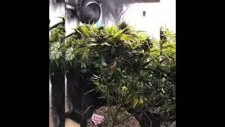 #bananacremeog Banana Creme OG