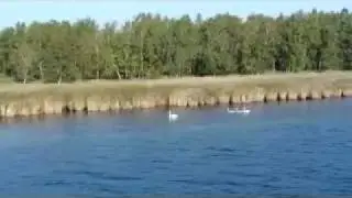 Kleine Vogelkunde