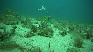 Adelaide metropolitan fishing crystal clear water 6/1/26  @BeneaththeWaterline1550 