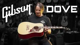 Gibson Dove Review | Mooloolaba Music