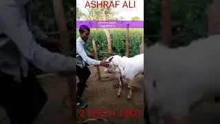 Jamunapari goat stock available at good rate 7350883619
