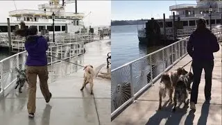 Before and After Dog Training Transformation - Leash Pulling With Distractions - (long version)