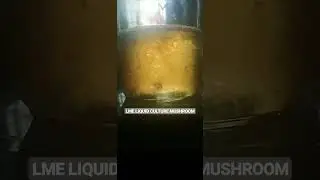 Light malt extract - Liquid culture mushroom