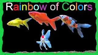 Comet Goldfish Sarasa Shubunkin Goldfish Yellow Comet Goldfish varieties