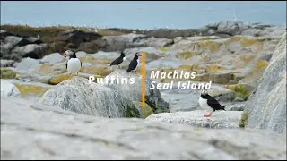 The Puffins of Machias Seal Island | Heather Moran