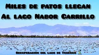 MILES! DE PATOS LLEGAN AL LAGO NABOR CARRILLO #lagodetexcoco #aves #naturaleza