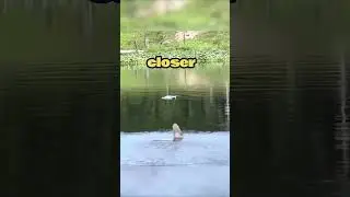 Flying a drone above a crocodile alligator fail #crocodile #alligator #crocodiles #alligators