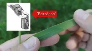 Futtergr&auml;ser: Wiesenlieschgras