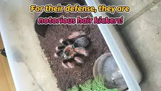 My Most Colorful Tarantulas: Mexican Fireleg (Brachypelma Boehmei) #colorfultarantulas #tarantula