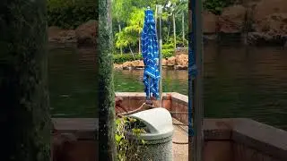#Dolphin encounter #seaworld #music #summer #beach #love