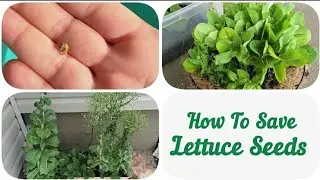 How to Save LETTUCE SEEDS & Why You SHOULD 🥬 | How To Harvest Lettuce Seeds | Seed Saving