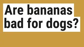 Are bananas bad for dogs?