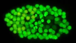 C. elegans embryo: tbx-37 reporter with Nikon De-noising