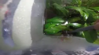 Emergent feeding (Monopterus Albus)
