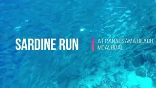SWIMMING WITH MILLIONS OF SARDINES!! (SARDINE RUN)