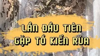 Nuôi Kiến Cảnh: Trải Nghiệm Bắt Kiến - Lần Đầu Tiên Gặp Tổ Kiến Rùa (Asian Turtle ant)