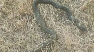 village boy catching dangerous snake in river // catching snake // 2026