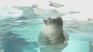 Harbor Seals: Ocean's Adorable Ambassadors