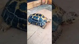 FORSTEN'S TORTOISE (Indotestudo Forsteni) |WaSatwa 67 #shorts