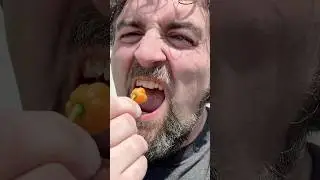 Can small be mighty? Home Grown Habanero Spicy Pepper Taste Test