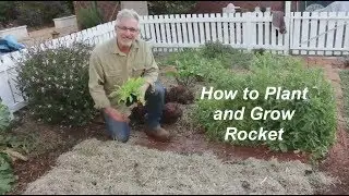 How to Plant and Grow Rocket
