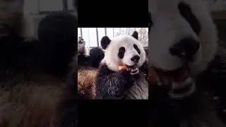 Cute wild panda