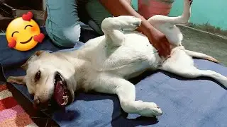 Man caresses a dog - my dog's reaction to belly rubs