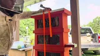 Observation hive Inspection, mite wash and mite treatment.