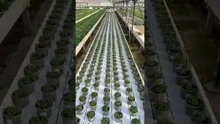 Spacing Convolvulus Sabatius to let them grow.#Growzen #plants #timelapse #plantsproduction #plant