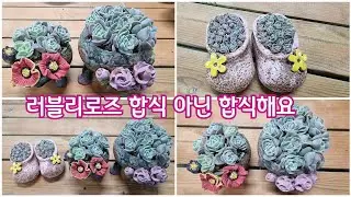 Put the lovely roses in a pretty rose pot 🥰 It's not a mixed meal, it's a mixed meal 🥰