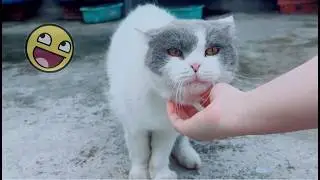 You Simply Can't Resist This Adorable Cat! 🐱❤️ So cute