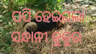ପପି ହେଇଗଲା ସନ୍ଧାନୀ କୁକୁର  #policedogs #puppy #viralvideo #germanshepheard #labrador #funny #comedy 