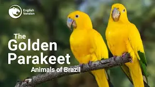 The Golden Parakeet or Golden Conure
