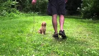 Cavachon puppy in training