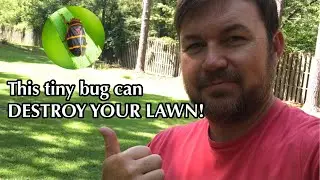 BUG DAMAGE in lawn | Pest Control in the lawn