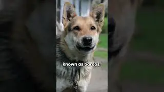 Buckle Up: For 5 Bizarre Dog Facts #animalfacts #animals #bizarre #shorts