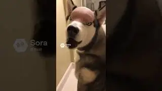 Husky Tries DIY Grooming 🐕✂️ #husky #funny