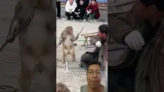 Angry Monkey Tries to Escape Prison