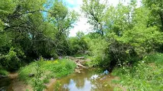 2021-05-29 Saturday, Walking at William T Foster Woods, Green Views, Forest, Creek, Grasses