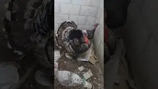 pavo grande 🦃chompipe #animales #gallinas #pavos