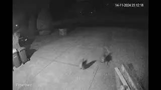 My cat had a scary standoff with a fox and won. Thank God.