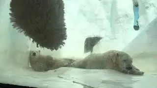 Kallu is meeting Cubbo at Toledo Zoo 🐻&zwj;❄️