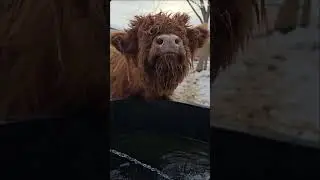 Highland steer #highland #highlandcow #highlandlife #cow #cattle