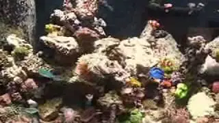 Vortech Pumps.wmv